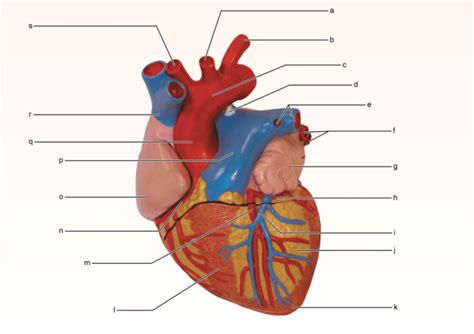 Exercise 30 Review Sheet Anatomy Of The Heart Daylon