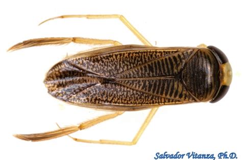 Hemiptera-Heteroptera-Corixidae-Water Boatmen (E) - Urban Programs - El ...