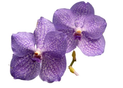 Vanda Blue White Orchid Flower Garden Vanda Dotted Orchid Garden