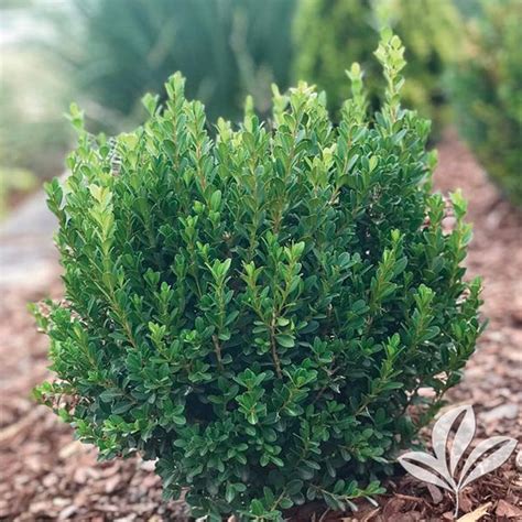 Baby Jade Boxwood For Sale At The Grass Pad