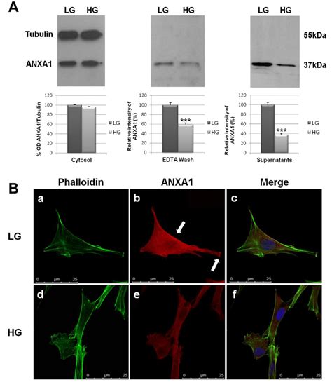 Expression And Localization Of Anxa In Human Skin Fibroblast Cells