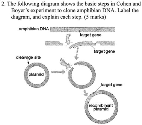 Solved The Following Diagram Shows The Basic Steps In Cohen And Boyer