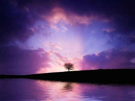 Purple tree sunset-HD Wide Wallpaper Preview | 10wallpaper.com