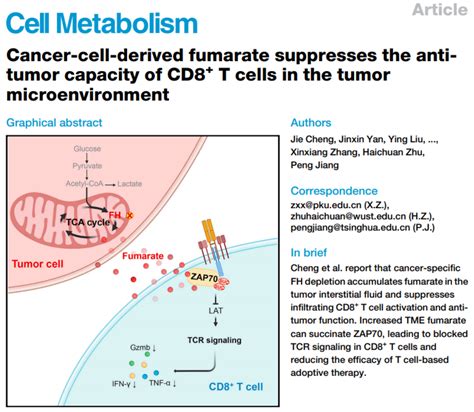 肿瘤来源延胡索酸抑制 Cd8t 细胞在肿瘤微环境中的抗肿瘤能力 Csdn博客