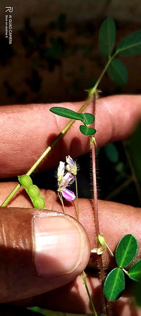 Desmodium Triflorum L Dc A Photo On Flickriver