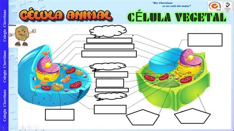 Organelos Del Citoplasma Youtube