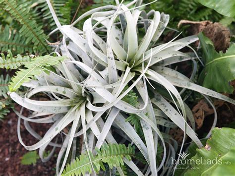 Tillandsia - Bromeliads.info