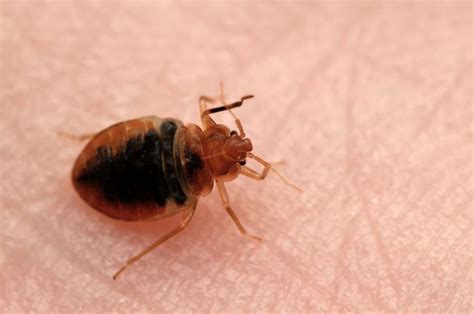 Bed Bug Treatment Bed Bug Control London Expert Exterminators