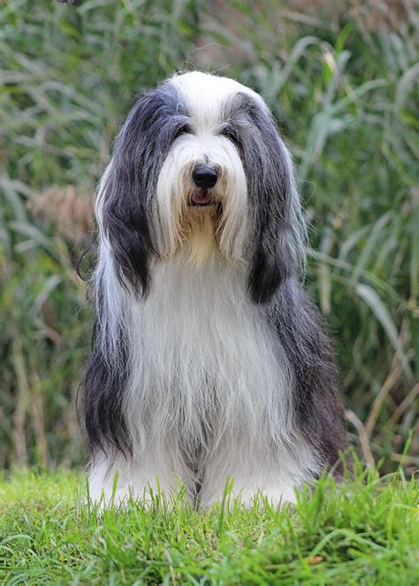 Rasse Des Monats Bearded Collie Vdhde