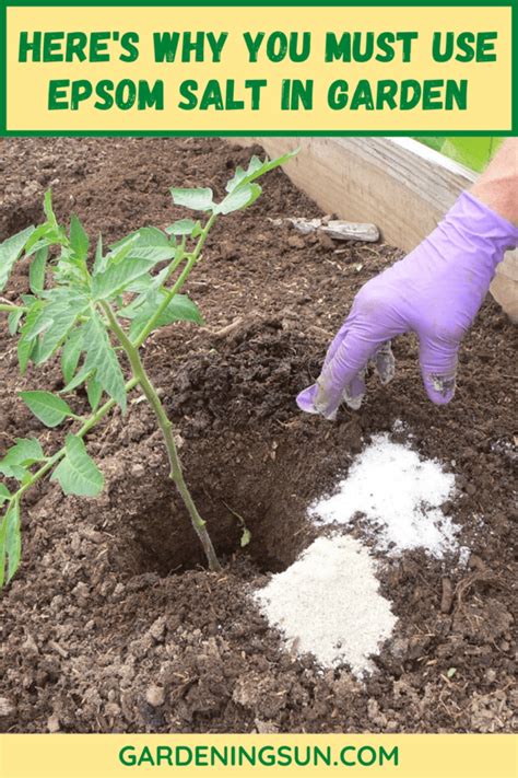 Here S Why You Must Use Epsom Salt In Garden Gardening Sun