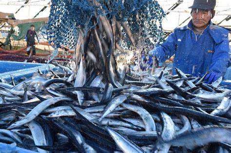 「お待たせ」小名浜港でサンマ20トン初水揚げ 昨年より高値に 福島 毎日新聞