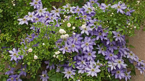 Summer Clematis Care And Growing Guide Expert Advice Gardeningetc