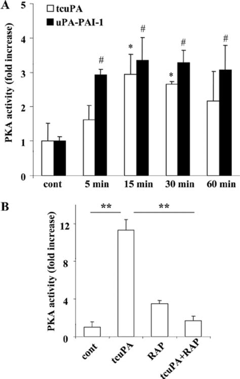 A Lrp And Pka Inhibitors Block Upa Pai Induced Pmvec Permeability