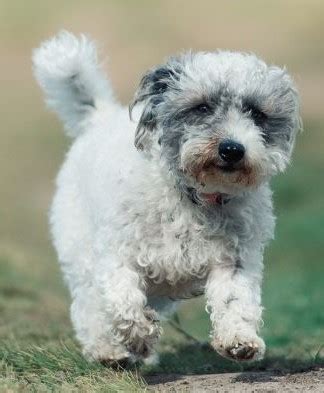 Jackapoo | Dog Breed Information and Pictures | PooMix