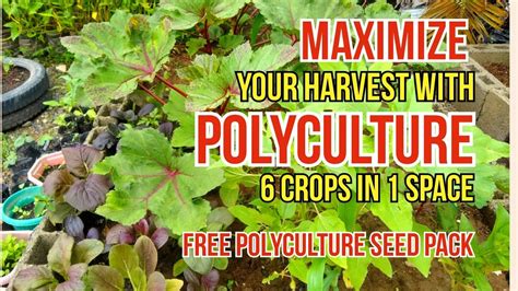 Polyculture Harvest More In Less Space With Multi Cropping