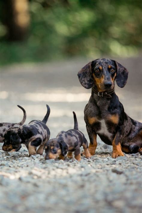 Three Adorable Dapple Dachshund Puppies