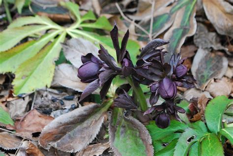 The 2020 Hellebores Deborah Silver And Co