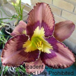 Catcher In The Eye Decadent Daylilies Australia