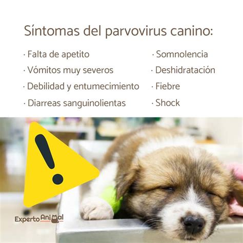 Tratamiento Para Parvovirus En Perros Combi