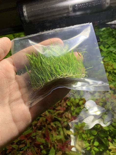 Buy Marcus Fish Tanks 3x Dwarf Hair Grass Eleocharis Parvula Live