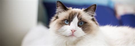 Ragdoll Cat Breed Guide Traits Care Information