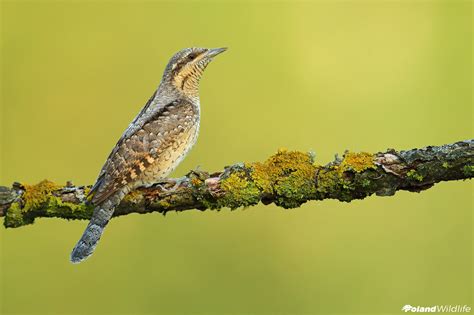 Ptaki wiosenne - Poland WildLife - Kutno