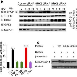 Different Phospho Barcodes Encode Different Arrestin Functions And