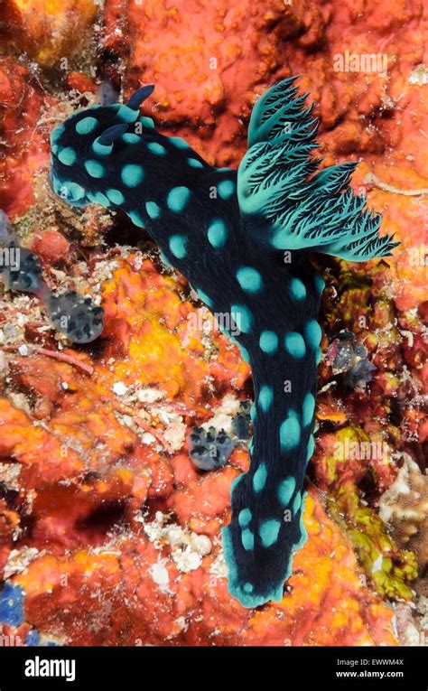 Sea Slug Or Nudibranch Nembrotha Cristata Anilao Batangas