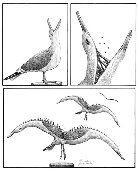 Three Different Views Of Birds With Long Beaks And Large Wings One In