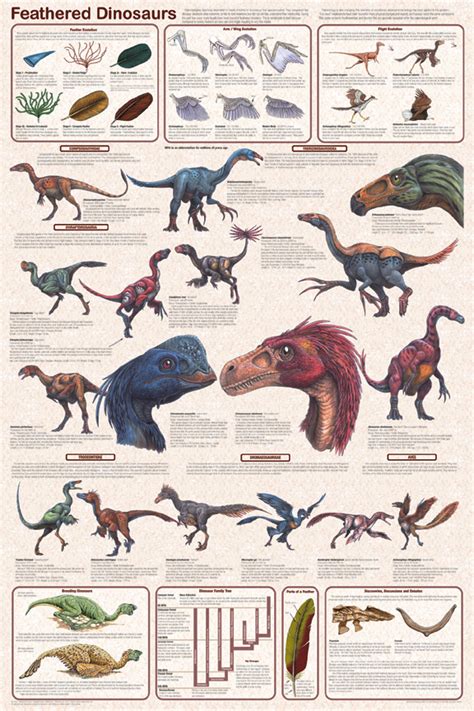 Feathered Dinosaurs Educational Poster