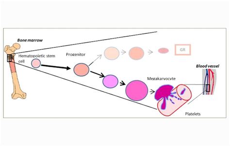 Plateles (Thrombocytes) : Definition, Structure and Functions - Science Shape