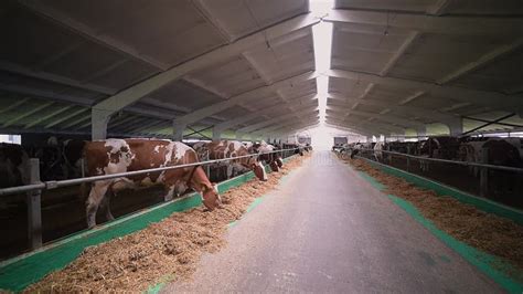 Modern Dairy Barn With Rows Of Cows Feeding On Silage Spacious And