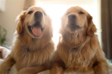 Conheça as raças de cachorro mais comuns no Brasil Optimum