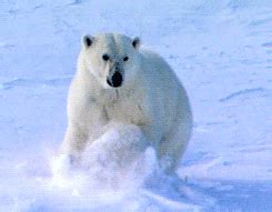 Cute Polar Bear Wiggling GIF | GIFDB.com