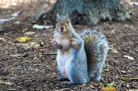 Do Coffee Grounds Keep Squirrels Away Wildlife Informer