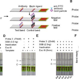 Establishment Of The Lateral Flow Assay Lfa Combined With Raa And