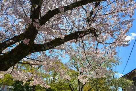 Flor De Cerezo En Kyoto Jap N Foto De Archivo Imagen De Cielo Asia