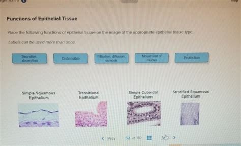 Solved Functions of Epithelial Tissue Place the following | Chegg.com