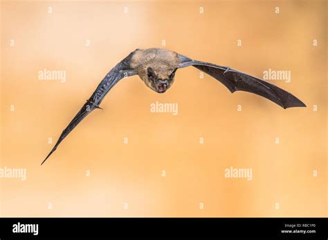 Flying Pipistrelle Bat Pipistrellus Pipistrellus High Speed