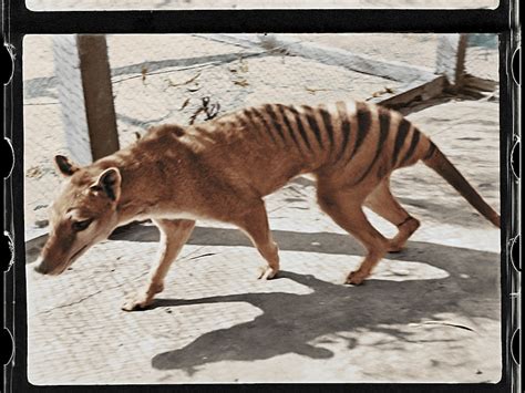 Footage Of Last Known Surviving Tasmanian Tiger Remastered And Released