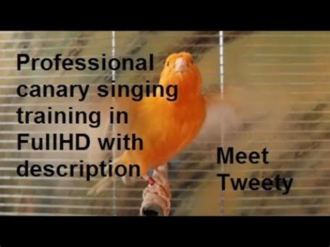 Professional Canary Singing Training In Fullhd With Description Youtube