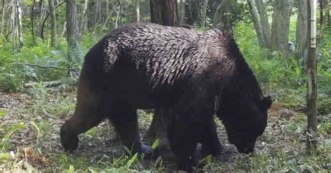 北海道の牛襲撃ヒグマ「oso18」 写真を公開 産経ニュース