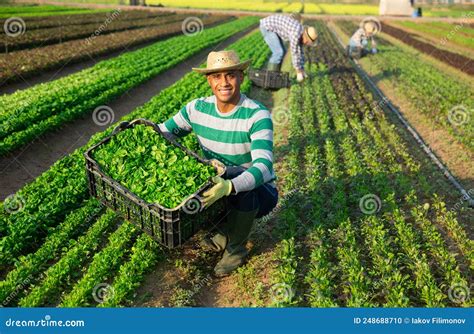 Fazendeiro Colhendo Folha Canonigos Em Planta Es Foto De Stock