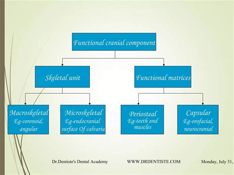 Growth And Development In Orthodontics Ppt