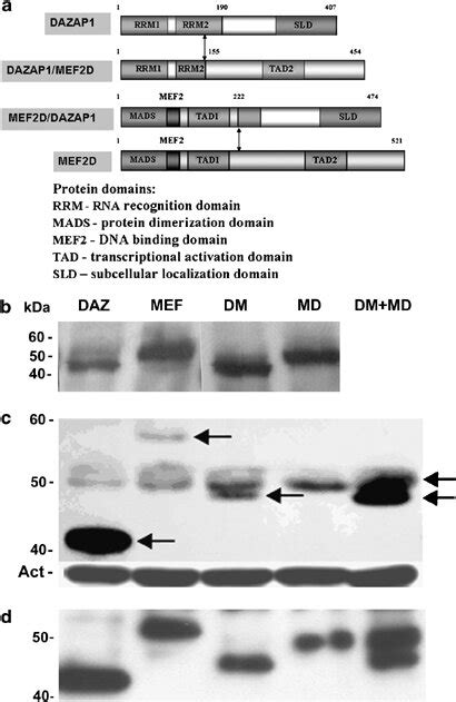 Mef D Dazap And Dazap Mef D Fusion Proteins Result From Shuffling