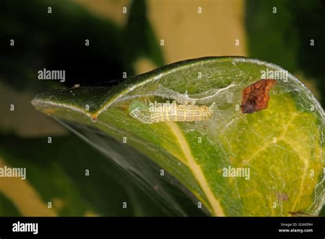 Holly blue caterpillar hi-res stock photography and images - Alamy