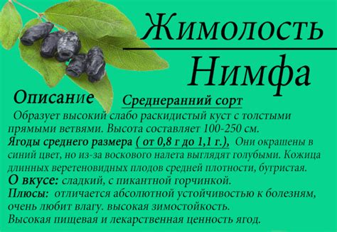 Жимолость Нимфа. Описание сорта, фото, отзывы