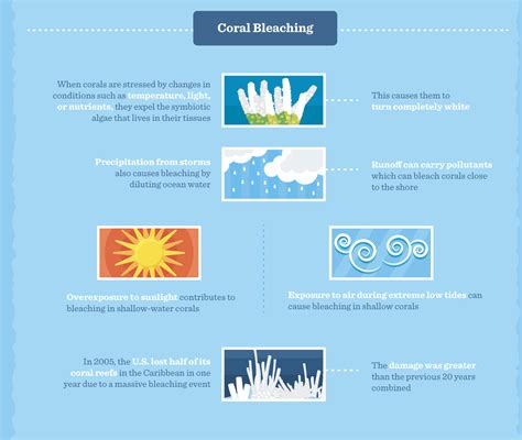 Receding Reefs Understanding And Protecting Our Coral Ecosystems