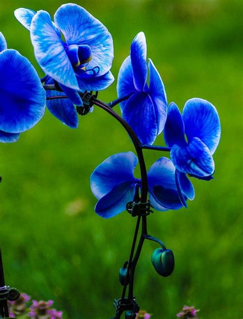 Blue Orchid | Blue orchids, Orchids, Orchids wedding flowers