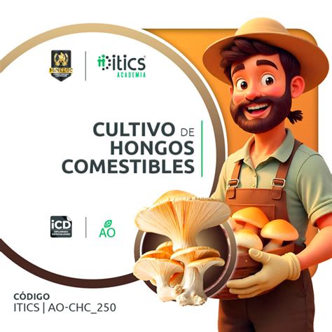 Itics Guatemala Cultivo De Hongos Comestibles